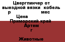 Цвергпинчер от выездной вязки, кобель р. 01.03.2015 (2.5 мес) › Цена ­ 30 000 - Приморский край, Артем г. Животные и растения » Собаки   . Приморский край,Артем г.